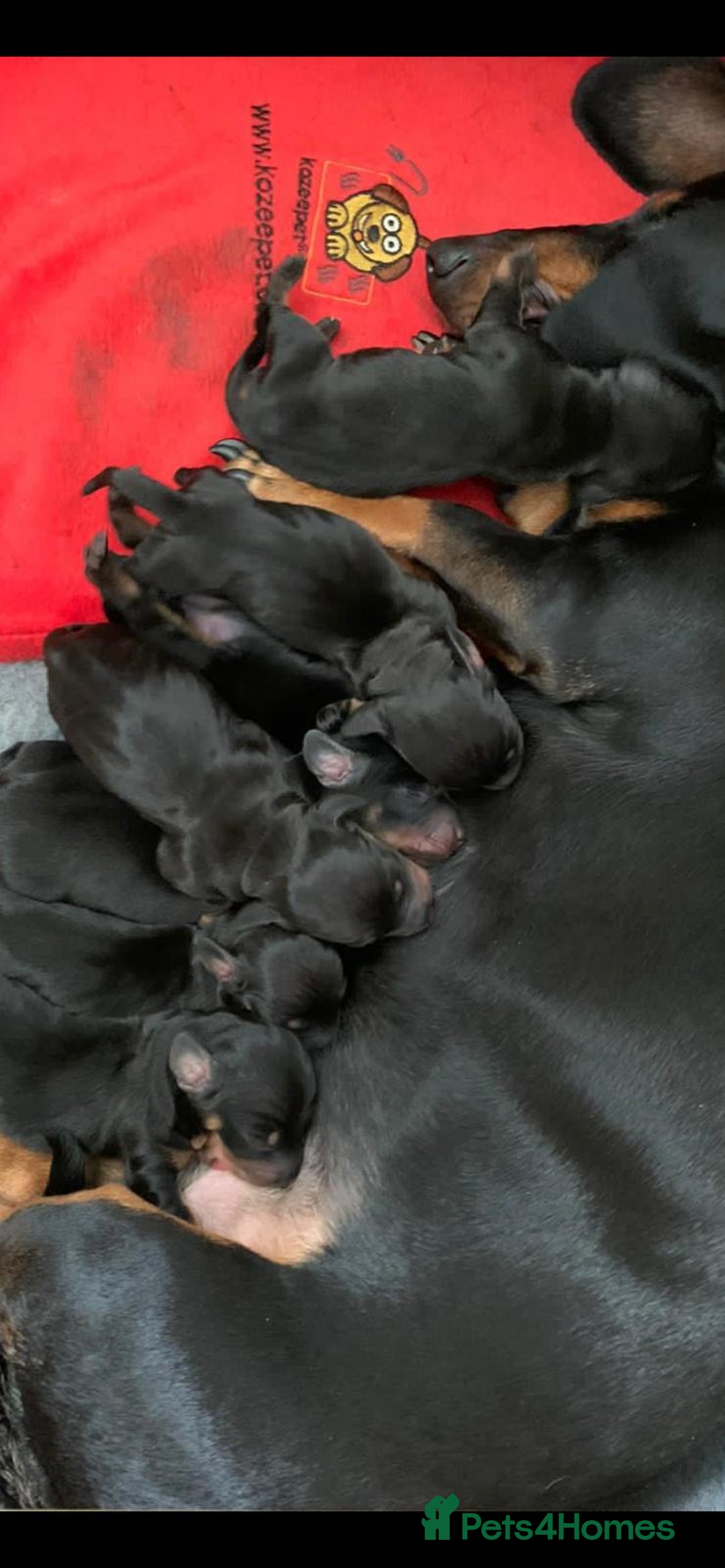 Miniature Dachshund dogs for stud: KC Registered Miniature Smooth Haired Stud - Image 12