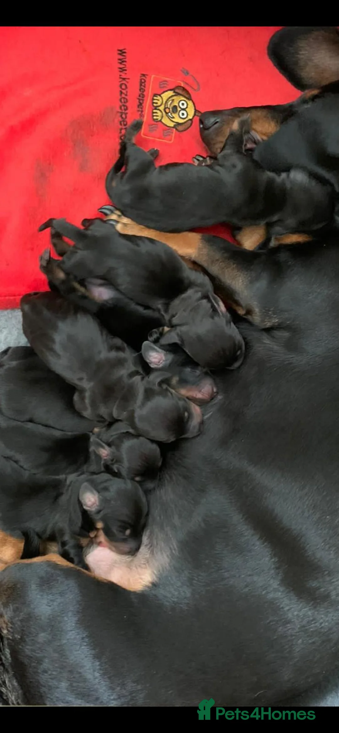 Miniature Dachshund dogs for stud: KC Registered Miniature Smooth Haired Stud - Advert 12