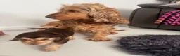 Cocker Spaniel dogs for sale: Quality KC helth tested 5* - Advert 3