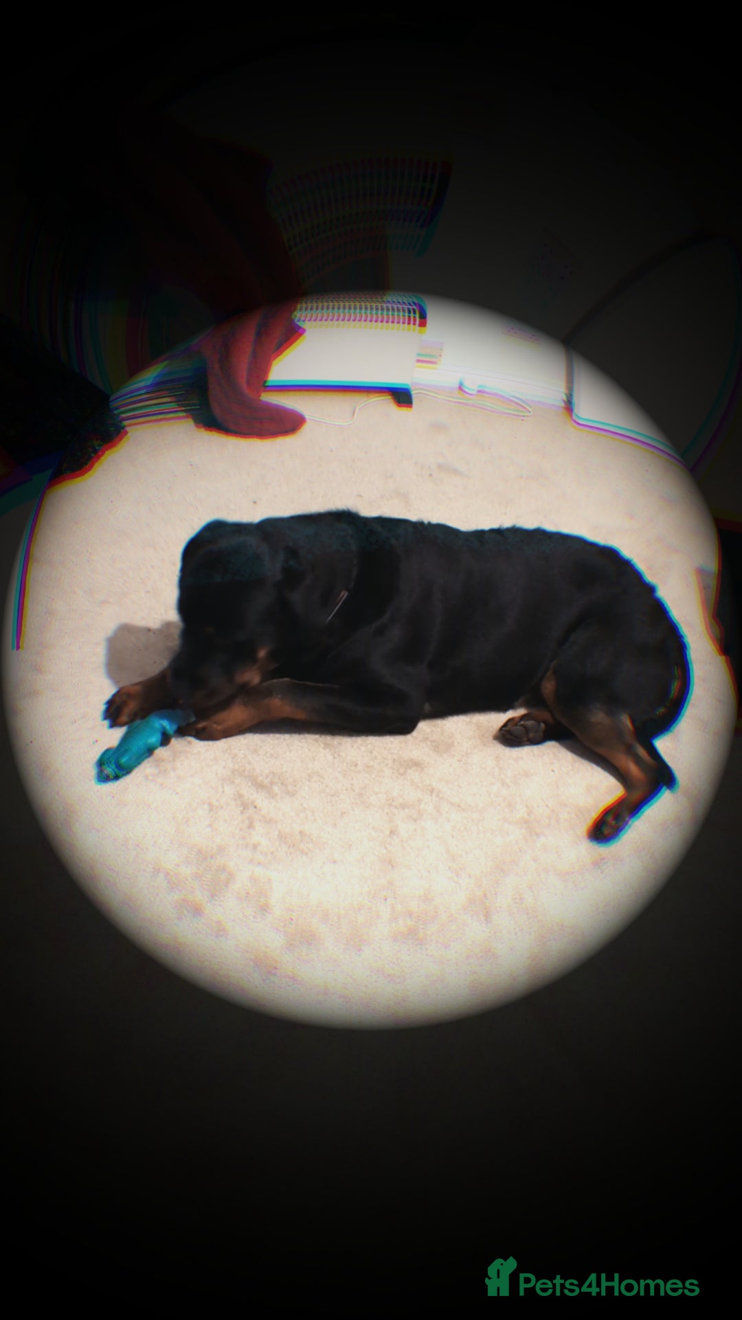 Rottweiler dogs for sale: Max 10 month old Rottweiler boy  - Advert 3