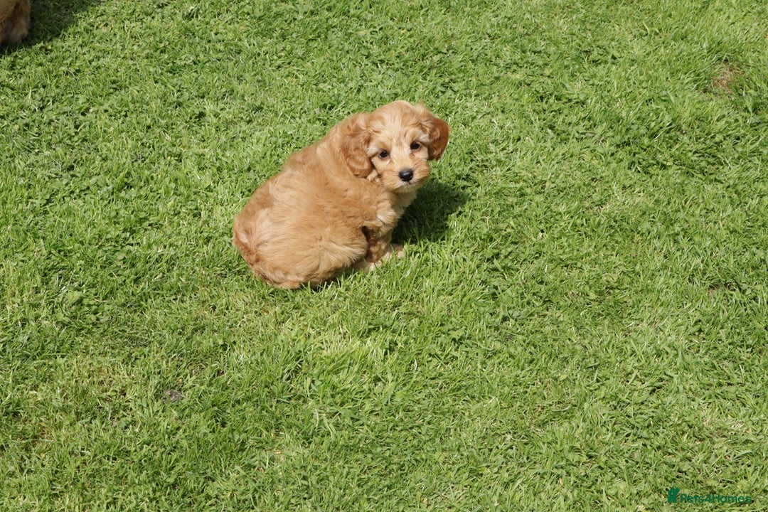 Cockapoo dogs for sale: Beautiful Cockapoo puppies for sale - Image 9