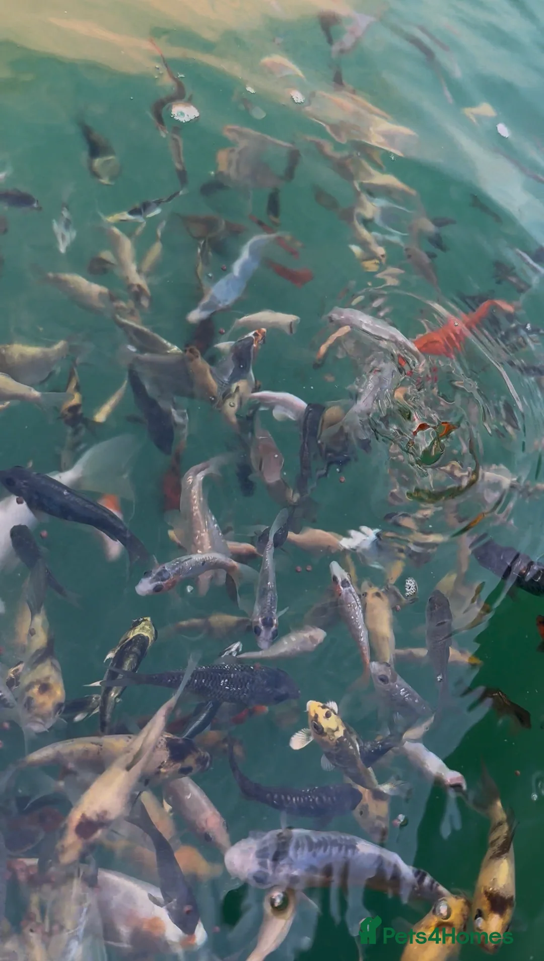 Koi Carp fish for sale: Koi carp in Nottingham - Advert 10