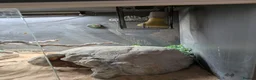Bearded Dragon reptiles for sale: Bearded Dragon with Vivarium and all accessories  in Derby - Advert 7