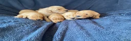 Golden Retriever dogs for sale: KC Registered Golden Retriever Puppies - Advert 6