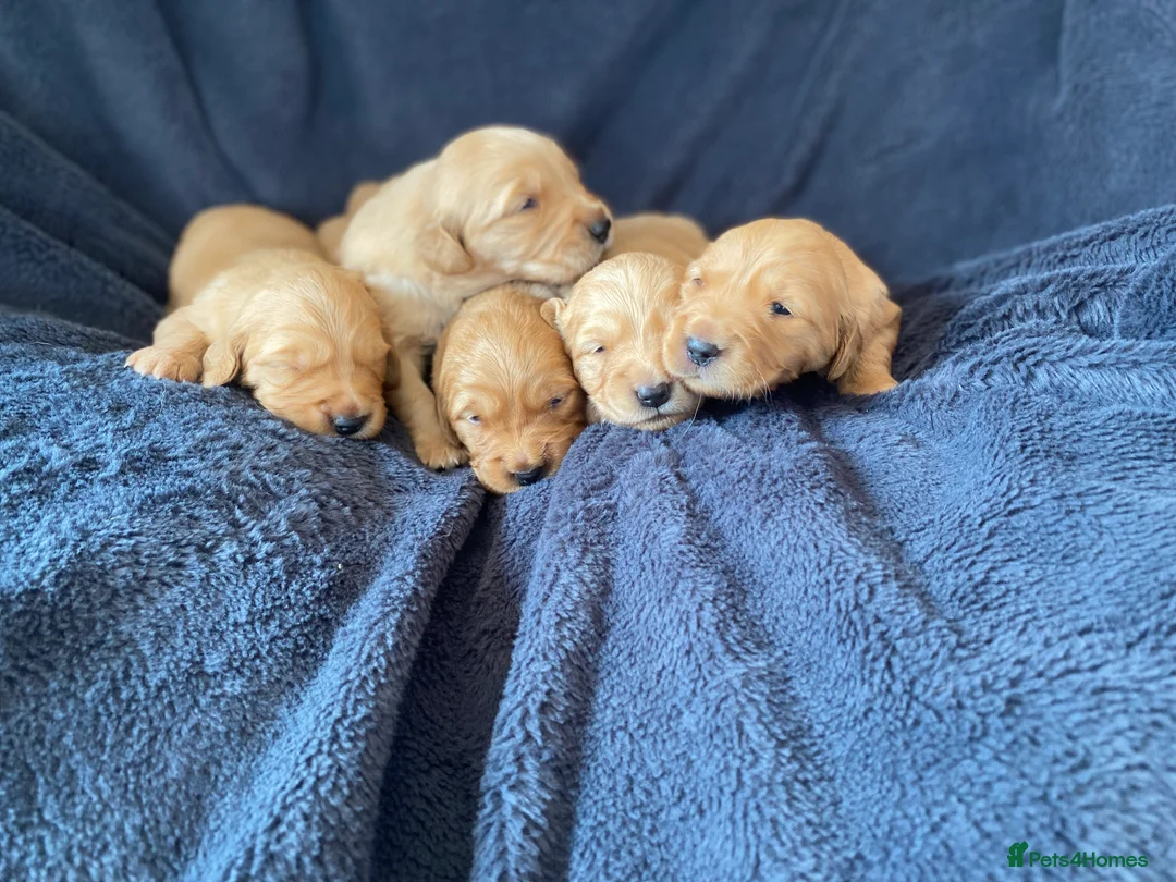 Golden Retriever dogs for sale: KC Registered Golden Retriever Puppies - Advert 6