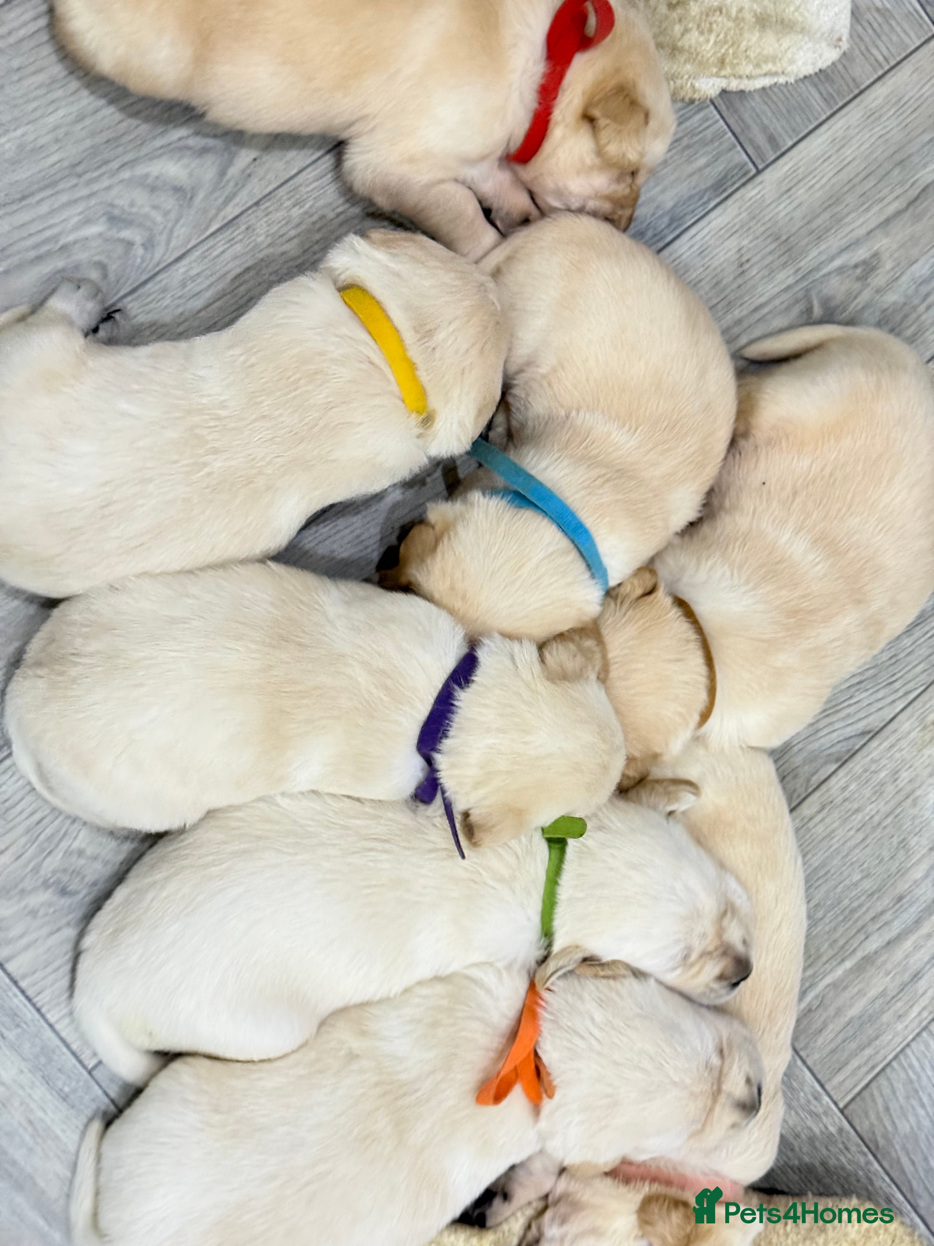 Golden Retriever dogs 6 golden retriever puppies for sale - Advert 2