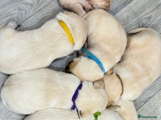 Golden Retriever dogs 6 golden retriever puppies for sale - Advert 2