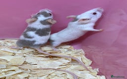 Mouse rodents for sale: Female baby mice ready now  - Image 30