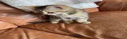 Mixed Breed cats for sale: Tabby kitten  - Advert 3