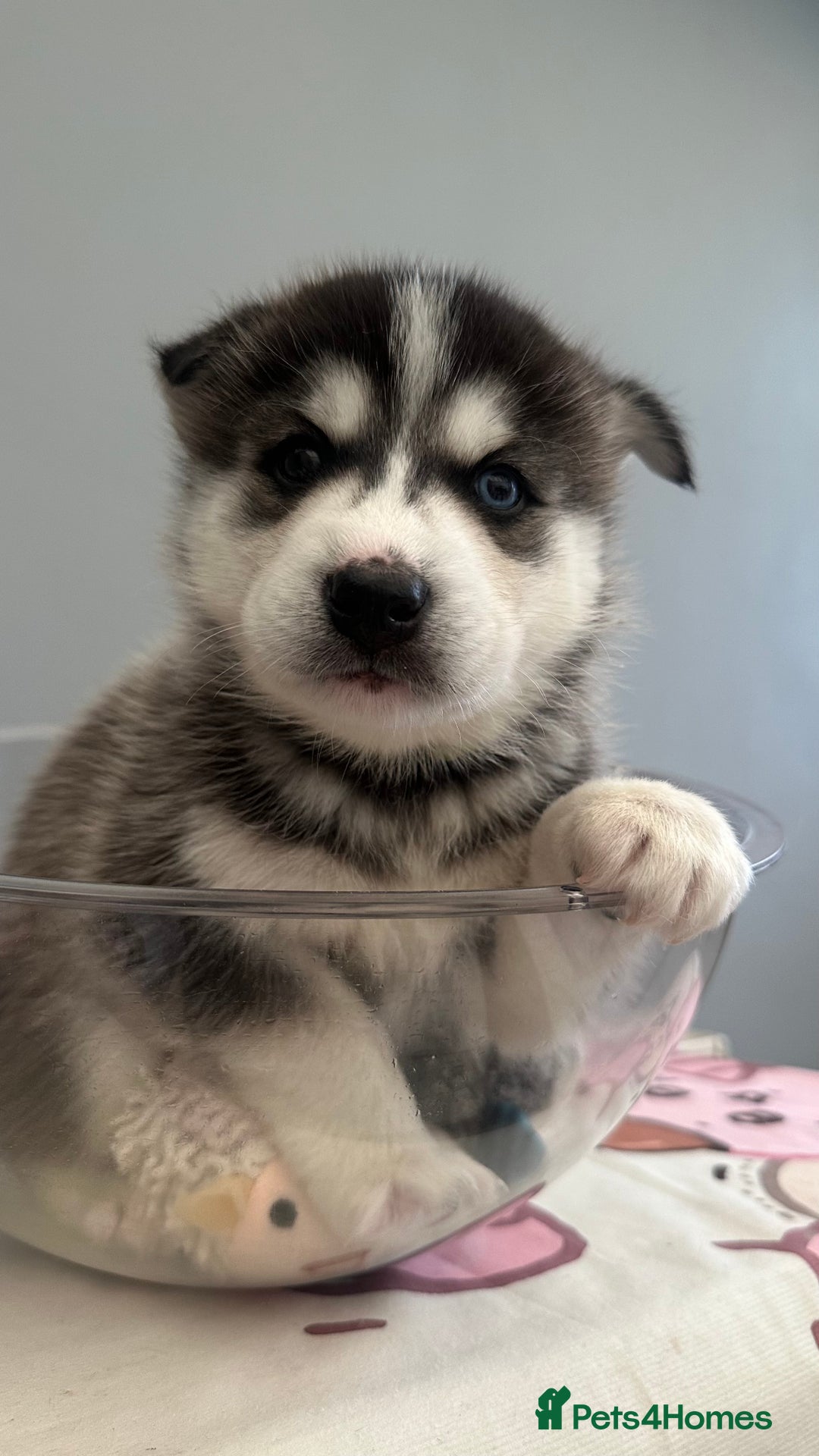 Mixed Breed dogs for sale: 5 Lovely Samsky (4 boys 1 girl) Last boy! - Advert 9