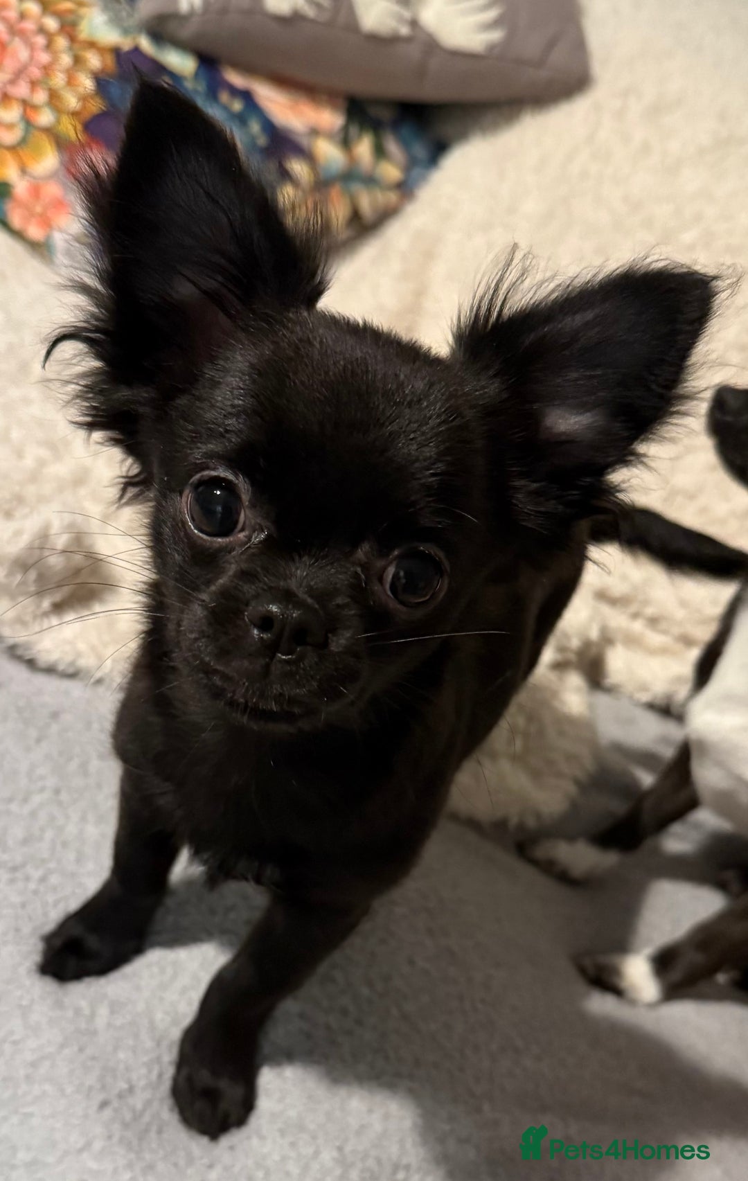 Chihuahua dogs for sale: Stunning Little Short Coat Chihuahuas - Image 13