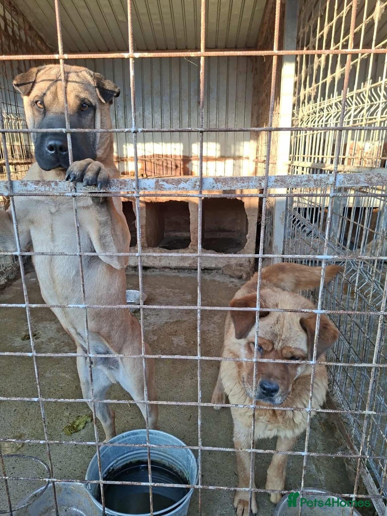 Princess - Norwich Norfolk — Chow Chow