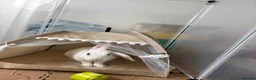 Mixed Breed rabbits for sale: Bonded Male Rabbits  in Broxburn - Advert 6