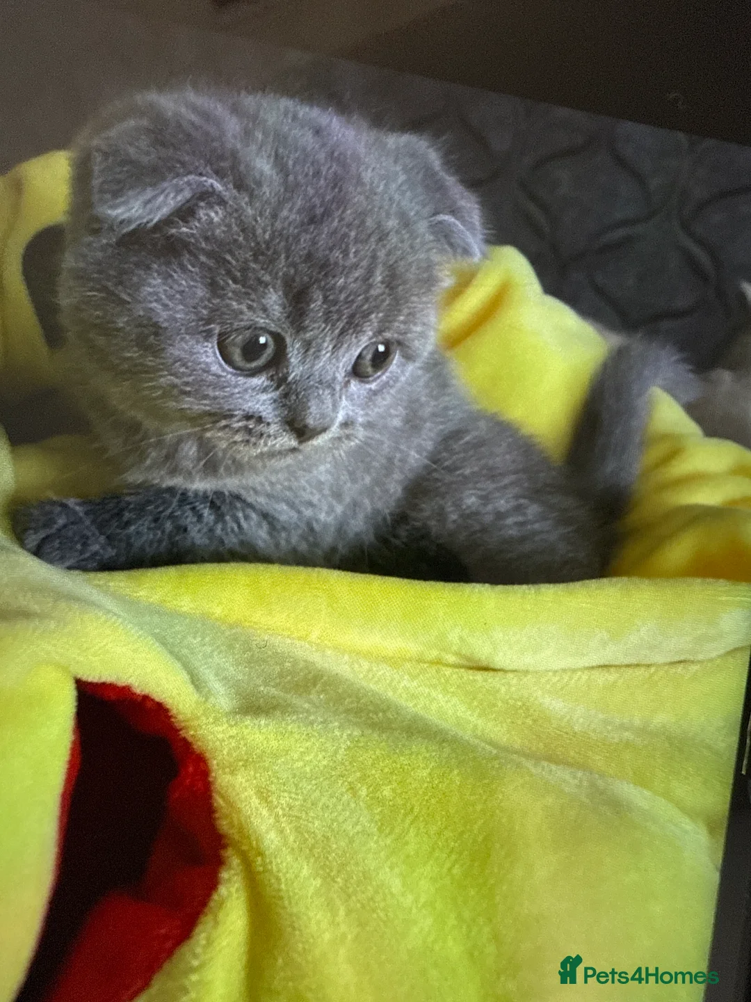 British Shorthair cats for sale: British short hair 2 females and 2 males - Advert 2