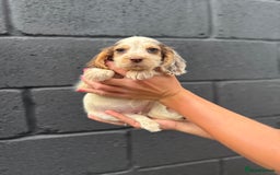 Cocker Spaniel dogs for sale: working cocker spaniel puppies - Image 5