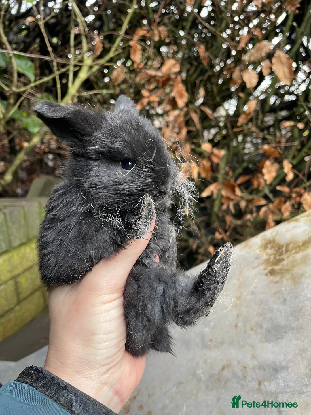Mini Lop rabbits for sale: Mini Lop Baby Bunnies  - Advert 12