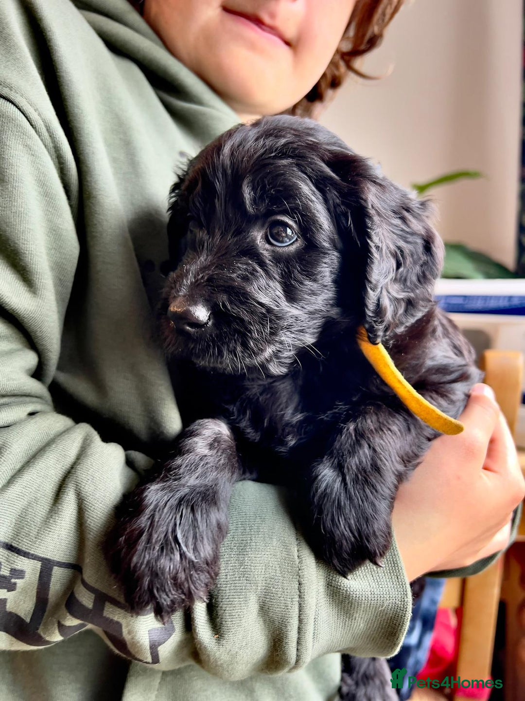 Goldendoodle dogs for sale: Black Phantom Goldendoodles Ready For A New Home! - Advert 14