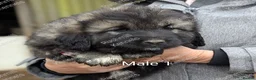 Caucasian Shepherd Dog dogs for sale: Caucasian Shepherd Pups - Advert 5