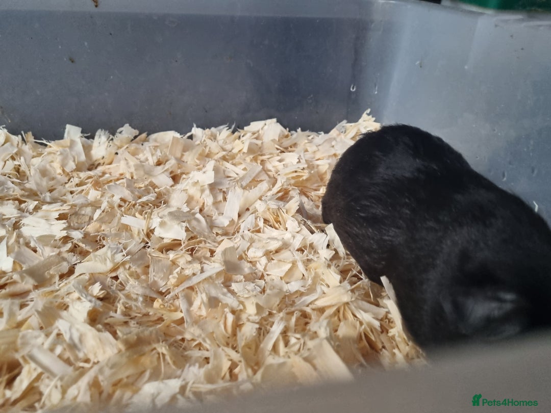 Guinea Pig rodents for sale: Baby Male Guinea Pigs  - Image 13