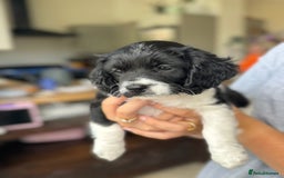 Cavapoo dogs for sale: Adorable girl and boy left - Image 5