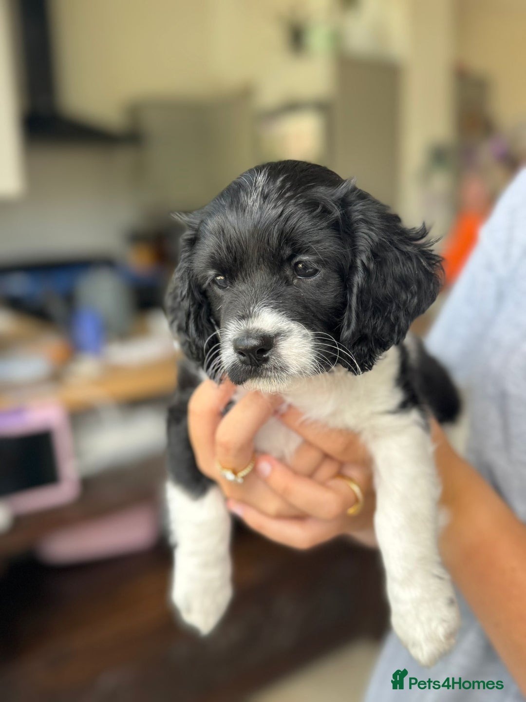 Cavapoo dogs for sale: Adorable girl and boy left - Image 5