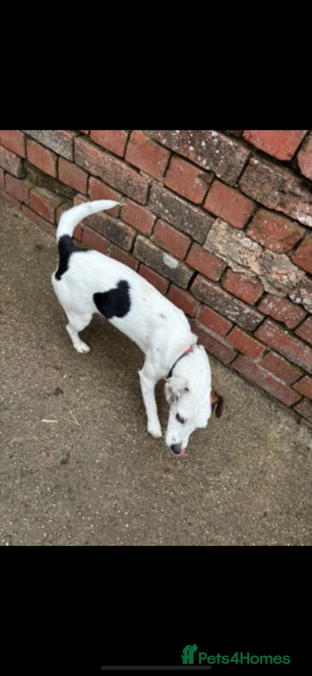 Jack Russell dogs for sale: Super sweet jack russell - Advert 3