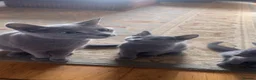 Russian Blue cats for sale: Pure Russian Blue kittens  - Advert 6