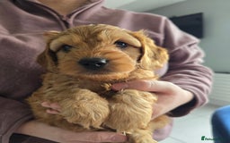 Cockapoo dogs for sale: F1B Red Cockapoo Pups - Image 9