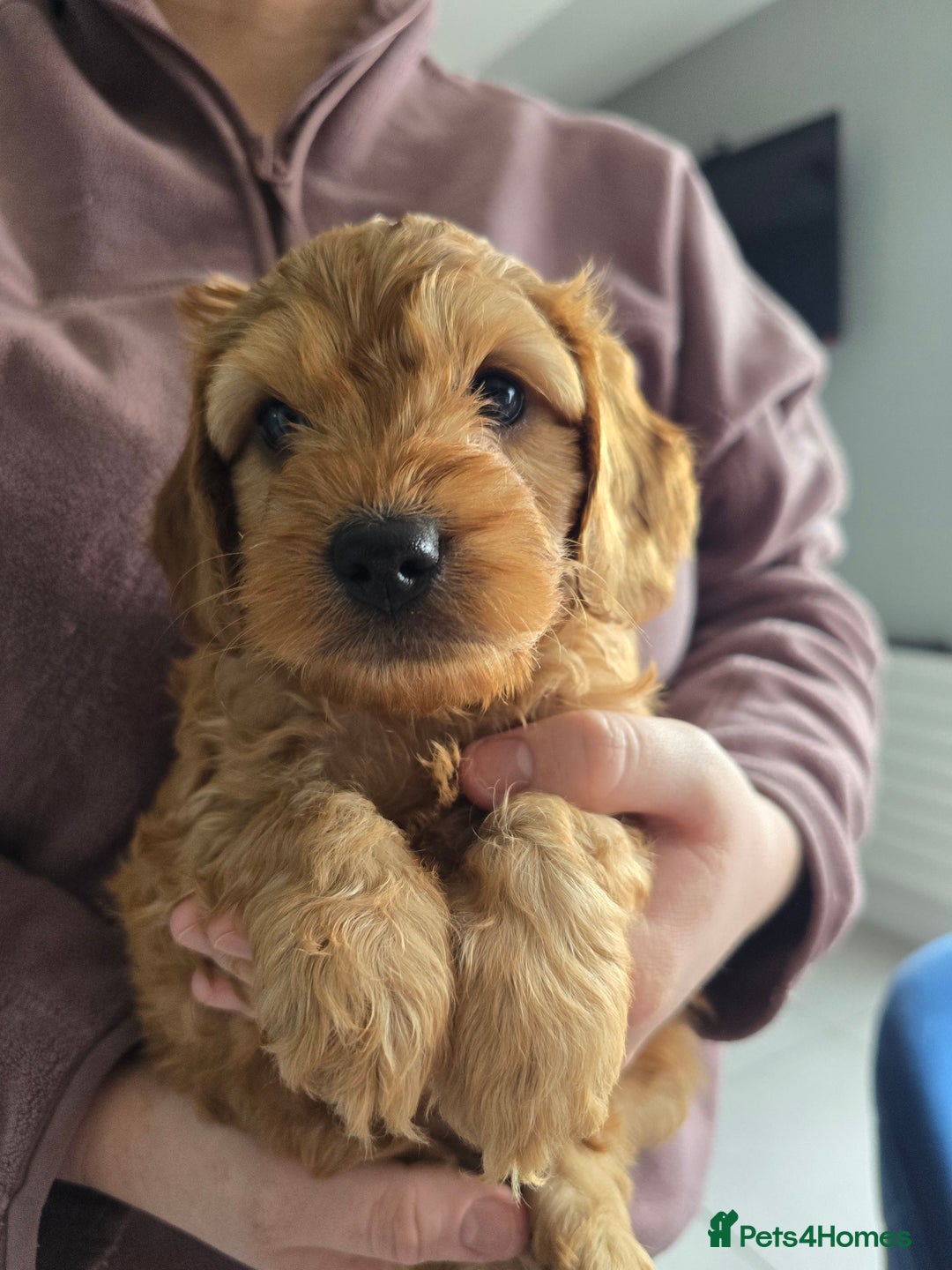 Cockapoo dogs for sale: F1B Red Cockapoo Pups - Image 9