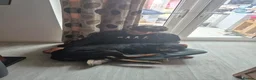 Rottweiler dogs for sale: Loving, 6-Month-Old Male Rottweiler - Advert 7