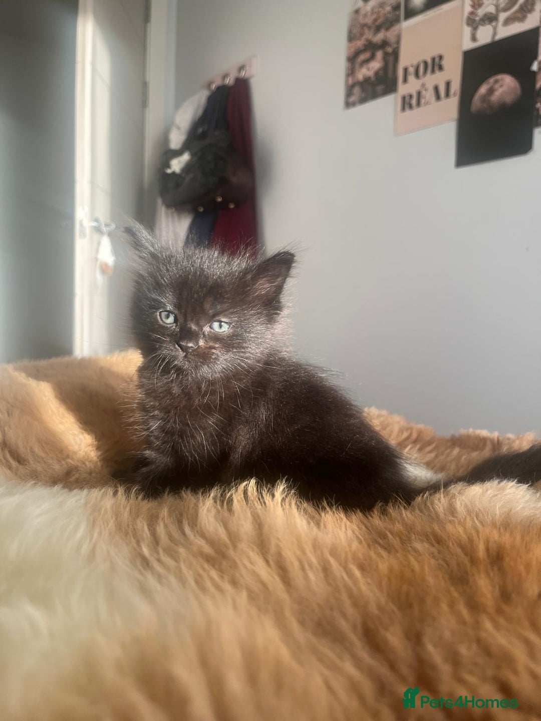 Mixed Breed cats for sale: Adorable mixed x russian blue x ragdoll - Advert 4