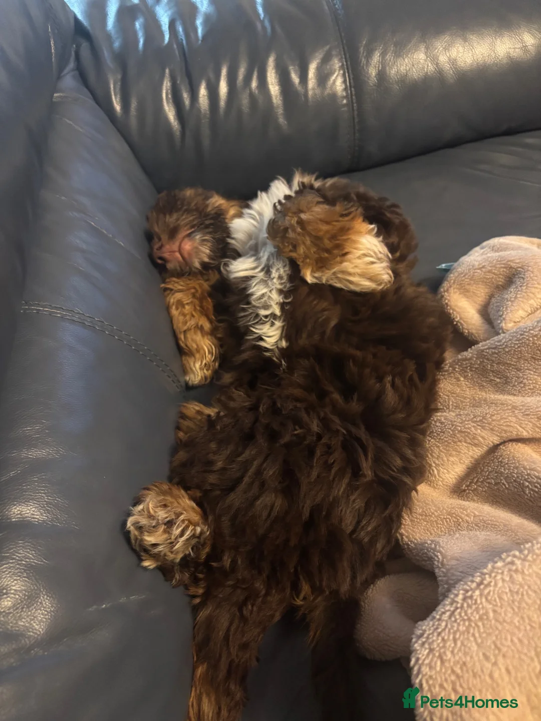 Mixed Breed dogs for sale: Rolo- puppy - Advert 2