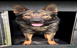 German Shepherd dogs for sale: Outstanding KC Working Line German Shepherd Pups - Image 17