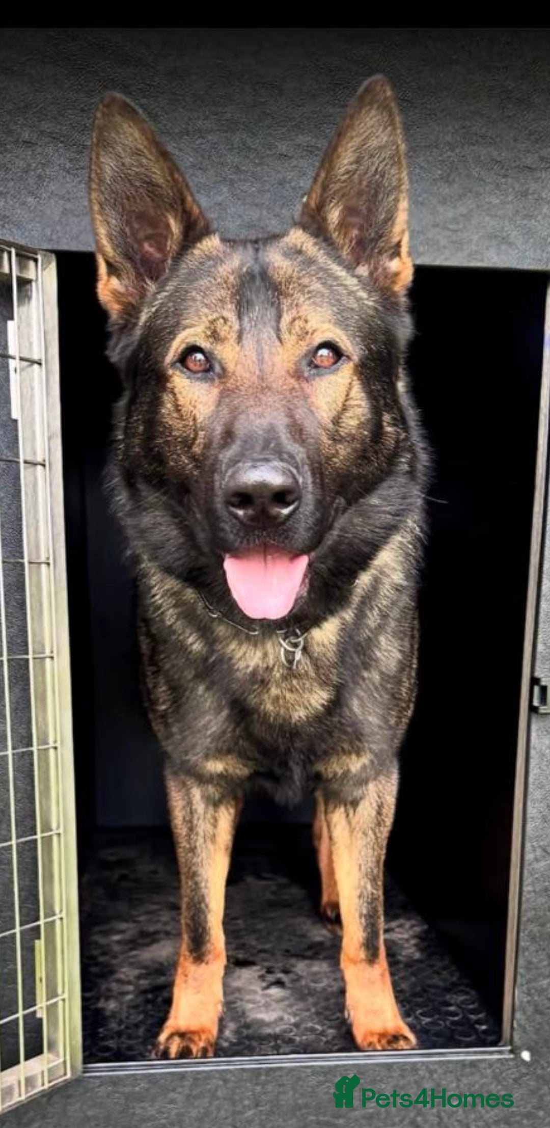 German Shepherd dogs for sale: Outstanding KC Working Line German Shepherd Pups - Image 17