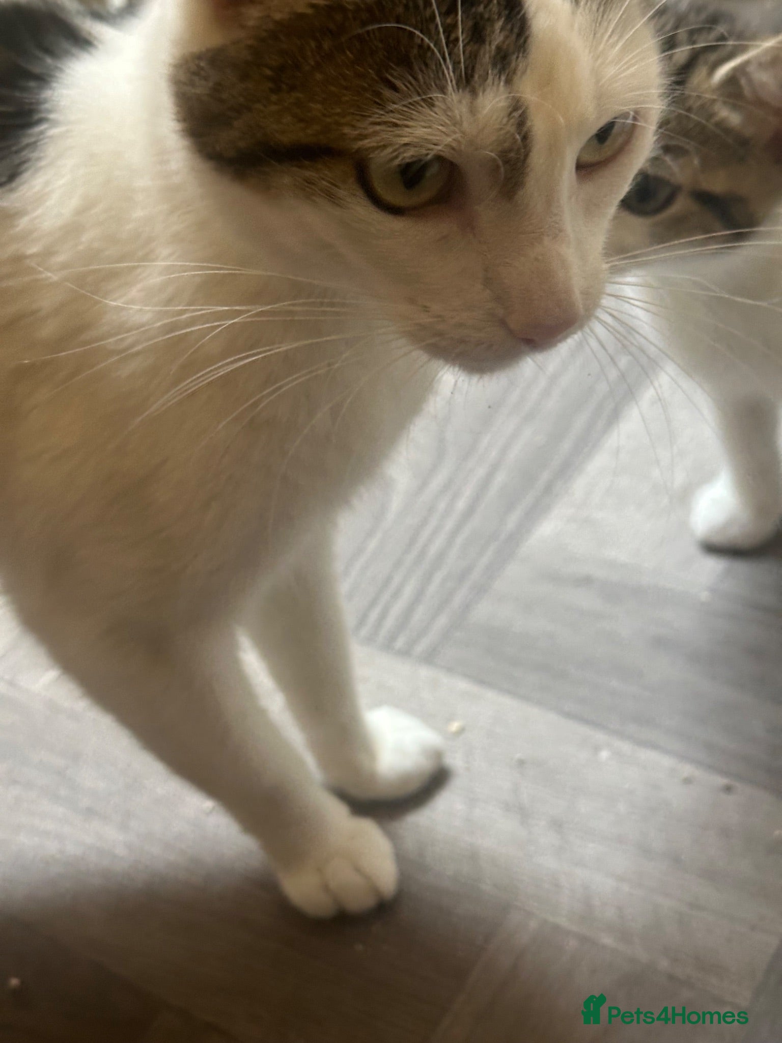 Domestic Shorthair cats Kittens £15 - Advert 14