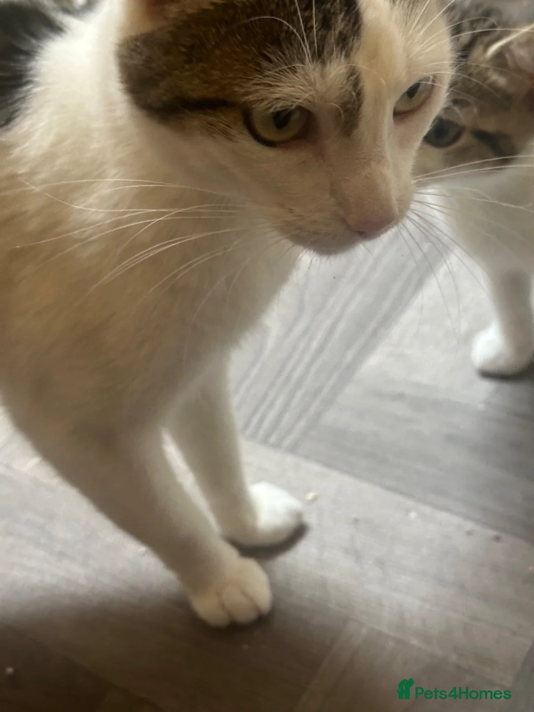 Domestic Shorthair cats for sale: Kittens £15 - Advert 1