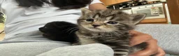Domestic Shorthair cats for sale: 4 Kittens in Dunmow - Advert 4