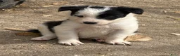 Border Collie dogs for sale: Gorgeous Border collie pups. KC registered.  - Advert 11