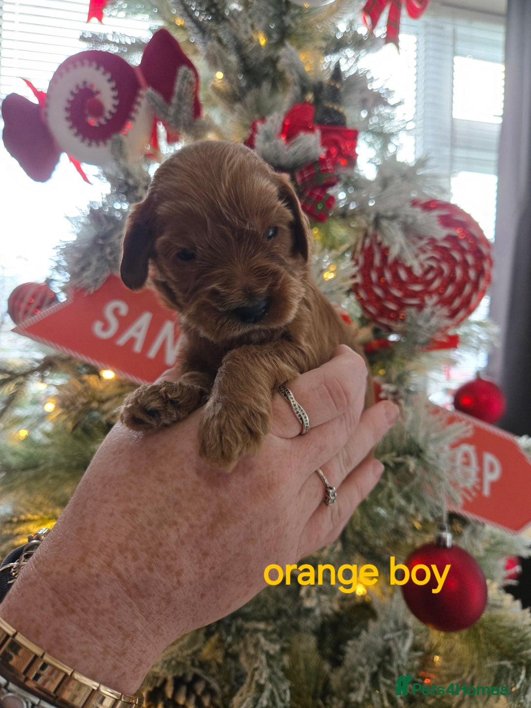 Cockapoo dogs for sale: 3 boy cockapoos  - Advert 8