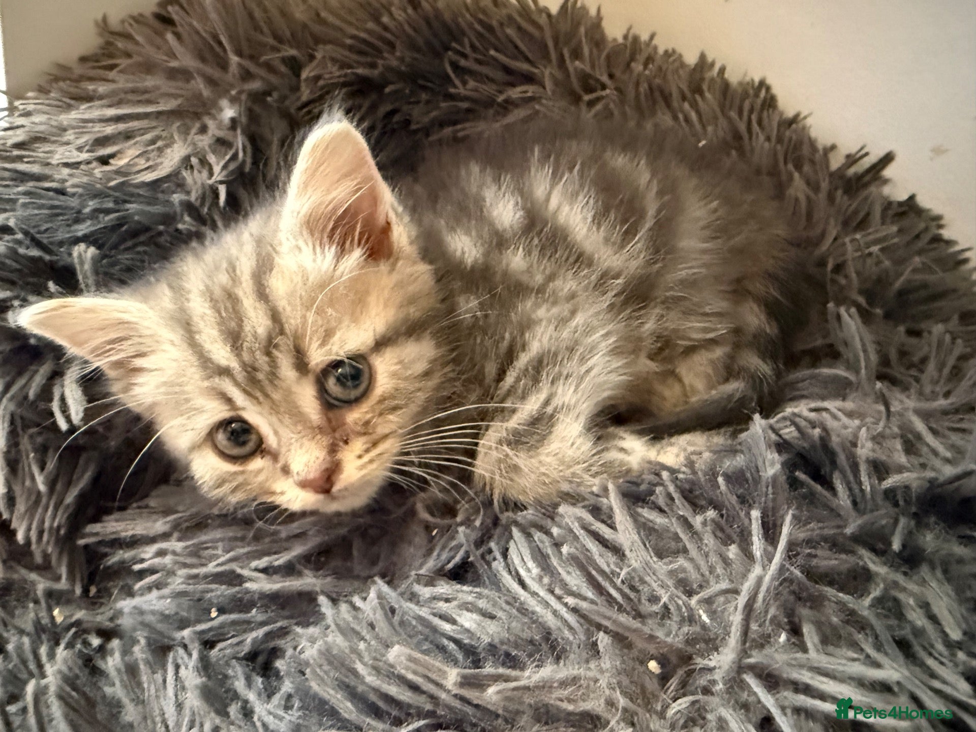 Scottish Fold cats Scotish fold cross Scottish straight adorable🥰 😻 - Advert 2