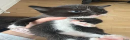 Mixed Breed cats for sale: 5 little girls  - Advert 6