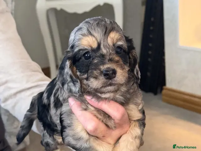 Cockapoo dogs for sale: Cockapoo puppies - Advert 17
