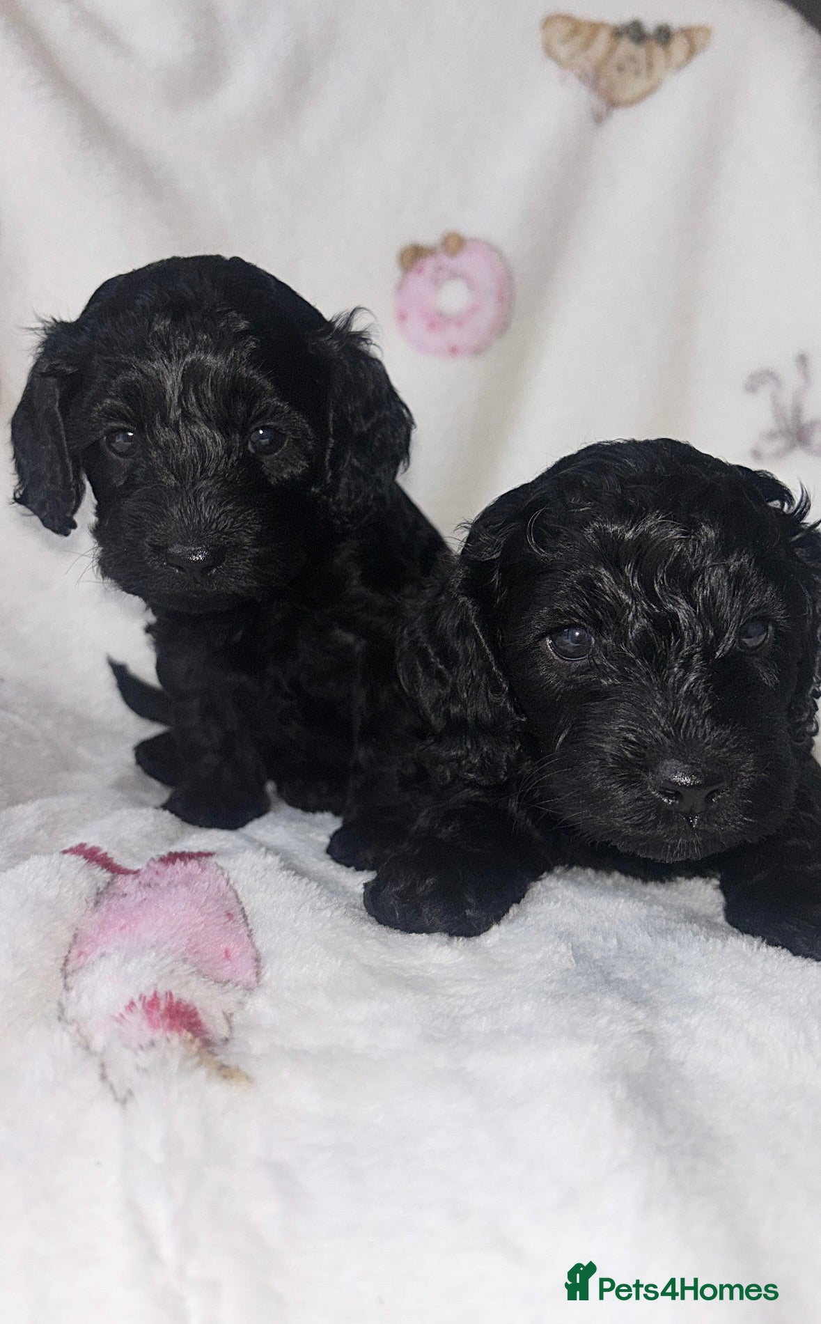 Cockapoo dogs 🐾Beautiful cockapoo puppies 🐾 - Advert 16