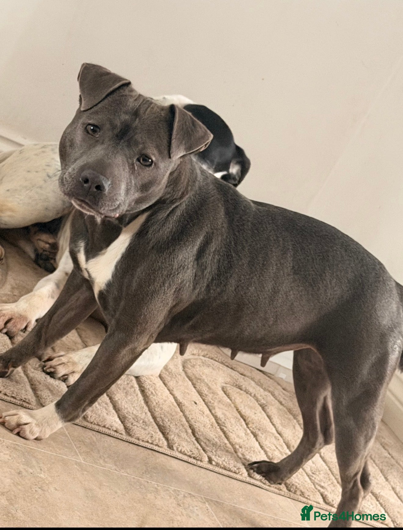 Staffordshire Bull Terrier dogs Four Staffordshire bull terrier puppies  - Advert 10