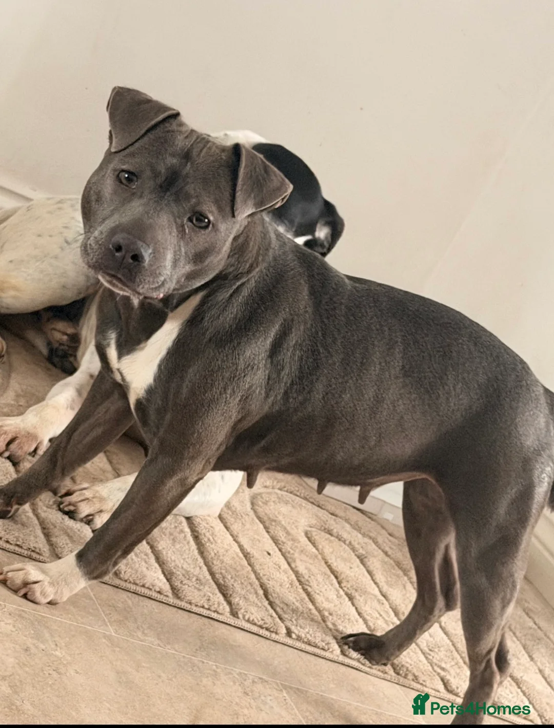 Staffordshire Bull Terrier dogs for sale: Four Staffordshire bull terrier puppies  - Advert 1