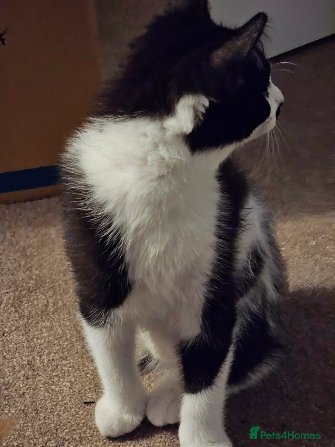 Mixed Breed cats for sale: 2 boys and 1 girl for sell - Advert 9