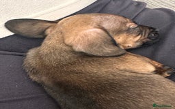 Mixed Breed dogs for sale: French wieners  - Image 5