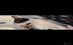 Mixed Breed cats for adoption: OSCAR - THE KISSER !!CANNOT HELP HIMSELF 2B CUDDLY - Image 6