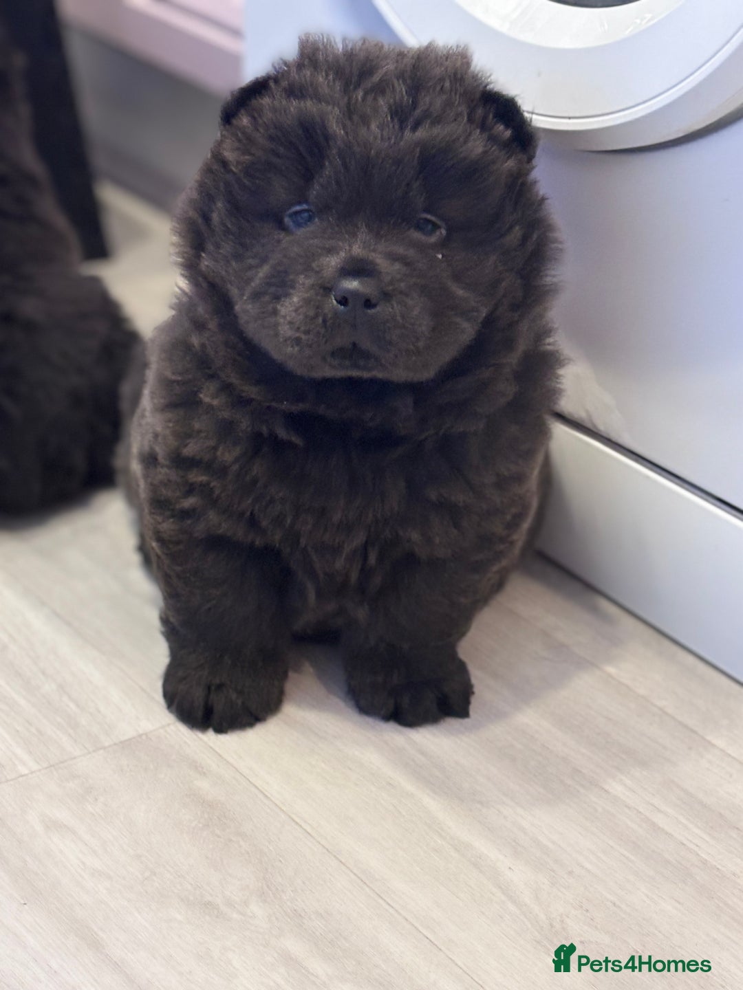 Chow Chow dogs for sale: Blue and Cream carry Tan ChowChow puppies  - Advert 11