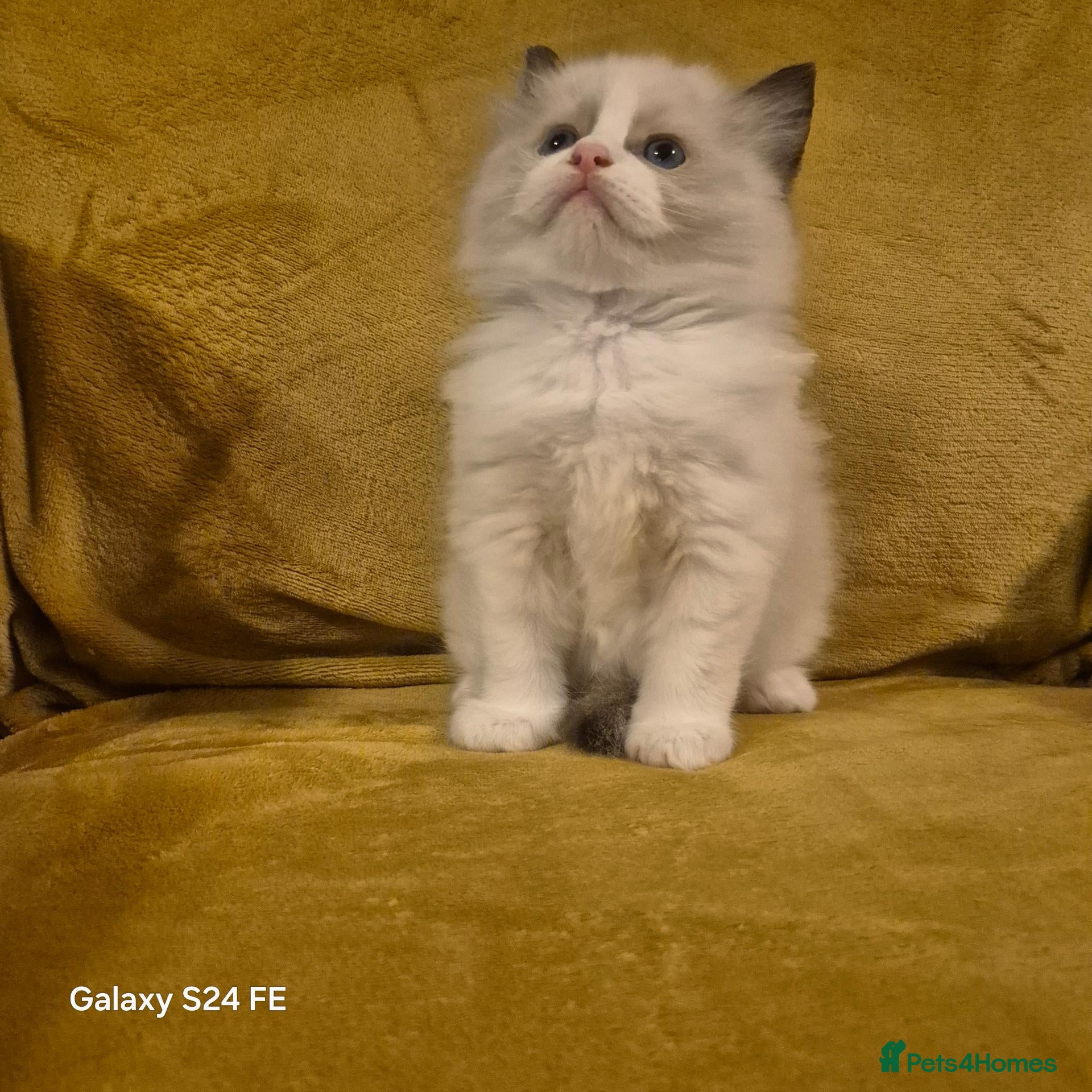 Ragdoll cats READY NOW! GCCF Reg. Ragdoll kittens, Champion  - Advert 1